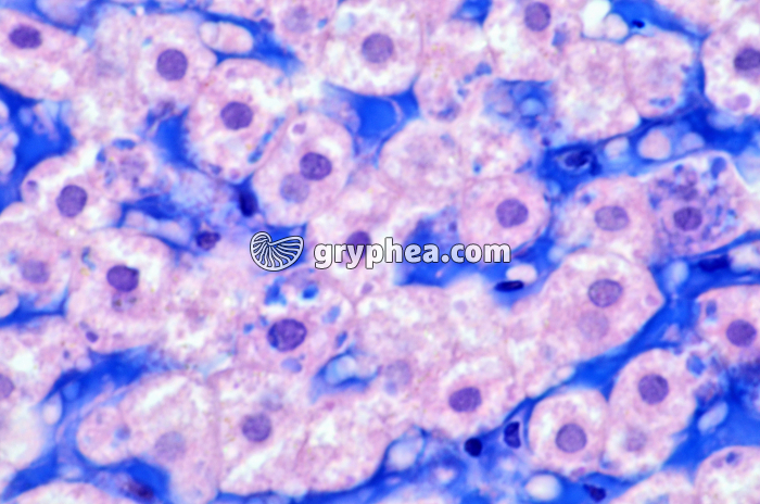 Cellules hépatiques x240 - gryphea.org